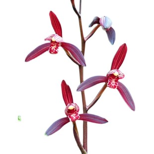 兰花四季兰建兰墨宝国魂赤诚大唐宫粉暮山紫无尘红壳素浓香型花卉