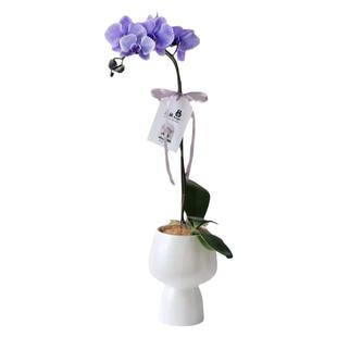 外贸花盆高脚北欧极简风桌面家居陶瓷蝴蝶兰高档轻奢高级感花器
