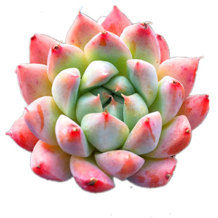 满额包邮多肉植物【如梦令】粉色萌肉含盆土发状态已出阳台庭院