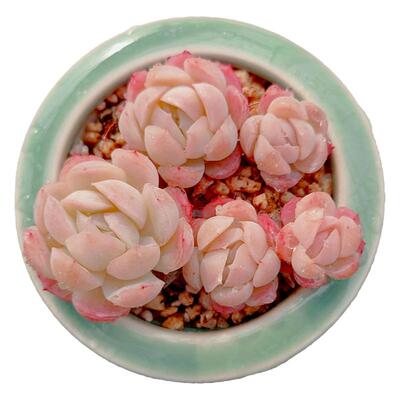 【一物一拍】双子贝瑞多肉植物