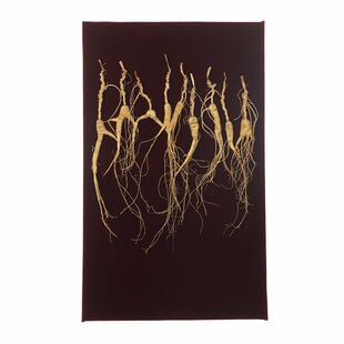 精品林下参 芦须完整 朱洪达人参之道