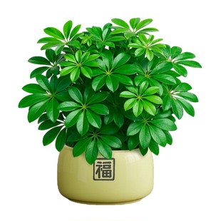 鸭脚木发财树绿植盆栽招财旺宅桌面盆景室内客厅八方来财四季植物