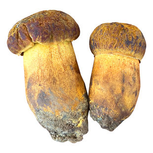 野生菌黄赖头黄牛肝菌新鲜见手青现货云南楚雄食用蘑菇美味青头菌