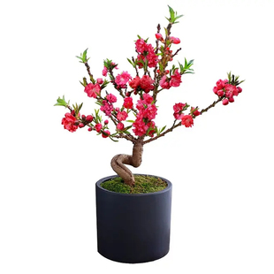 桃花苗园林绿化苗木阳台盆景庭院观赏花卉易养活植物盆栽大树苗