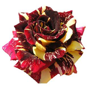 庭院植物盆栽花卉 月季苗 流星雨月季复色大花耐寒耐热多变色月季