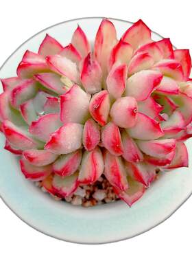 【一物一拍】花月夜精养多肉植物