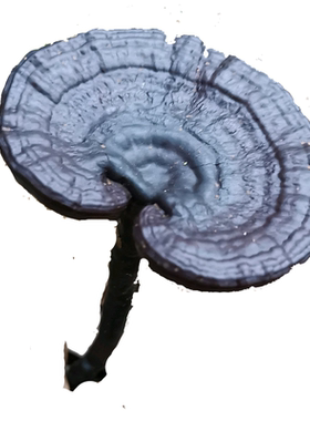 【东北长白山直发】赤250g黑灵芝
