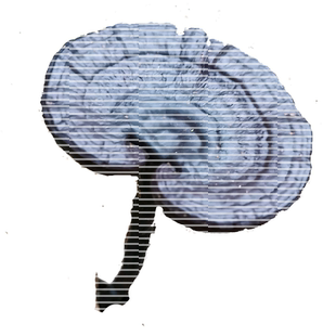 【东北长白山直发】野生黑灵芝干货深山紫赤林芝泡酒天然正品250g