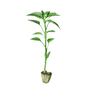 超长线椒四季香辣线椒特长薄皮高产早熟辣椒苗带土超辣辣椒秧苗种