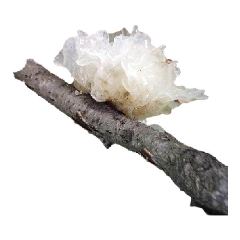 深山采摘纯野生小银耳250g