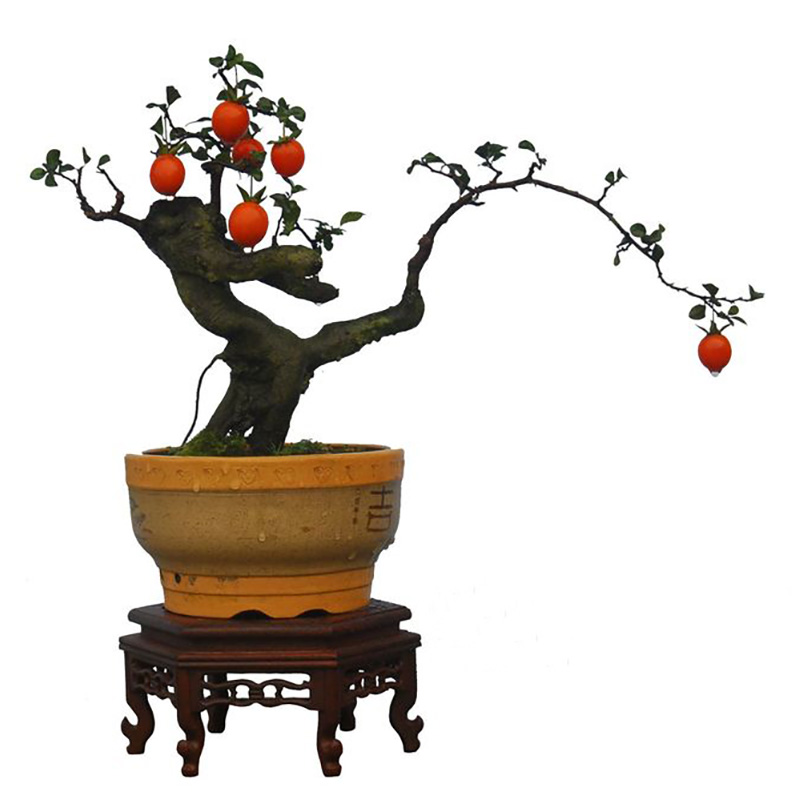金弹子盆景老桩树桩绿植阳台观果植物四季常青不落叶黑塔子练手桩
