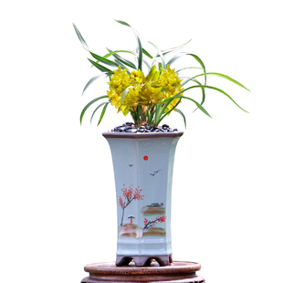 翁源兰花喜花里高端春兰奇花黄金牡丹带花浓香型好养室内绿植花卉