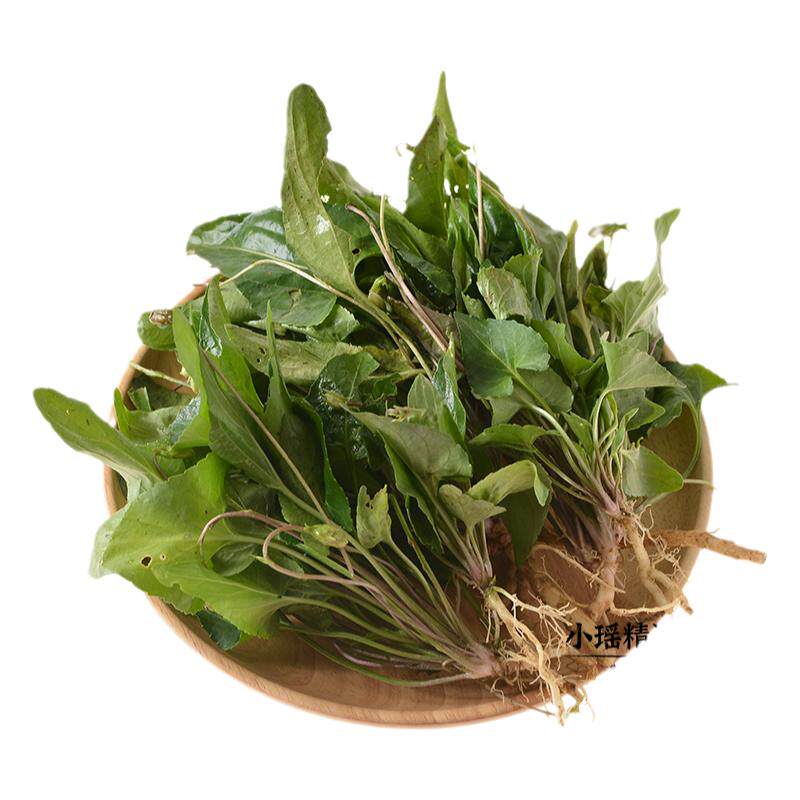野生犁头草干紫花地丁草整颗带根