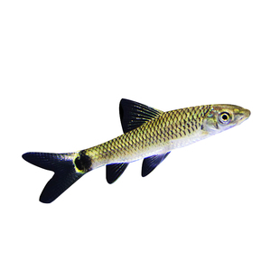 小猴飞狐黑线飞狐活体热带观赏淡水除藻工具垃圾除鱼黑毛丝毛藻