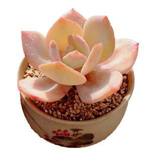 【一物一拍】白凤大老桩群生巨型多肉植物办公室内阳台小盆栽绿植