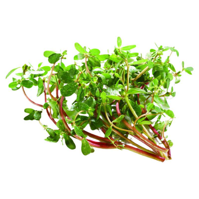 新鲜马齿苋蚂蚱菜营养