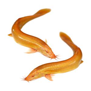 黄金鳅好养淡水鱼活体包邮清道夫