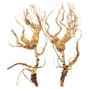 长白山野山参残肢东北人参林下参野生人参泡酒人参20年老山参包邮