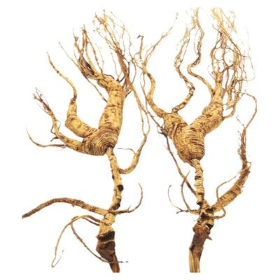 残肢东北20年包邮野山参