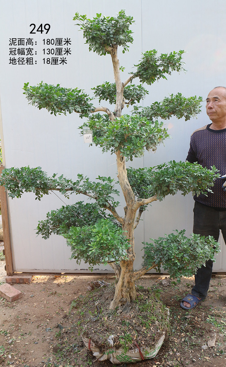 岭南盆景九里香树桩老桩熟桩造型花卉盆栽千里香大桩素材四季常青