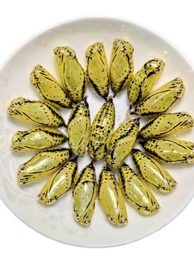 蝴蝶蛹可孵化破茧成蝶儿童观察