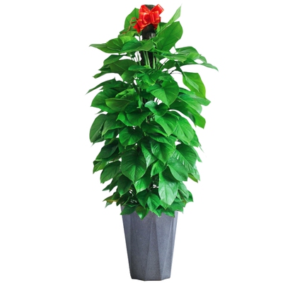 大叶绿萝柱客厅公司净化空气绿植