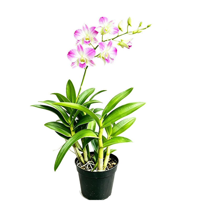 “多品种秋石斛”现带花苞四季开花名贵兰浓香好养室内外绿植盆栽