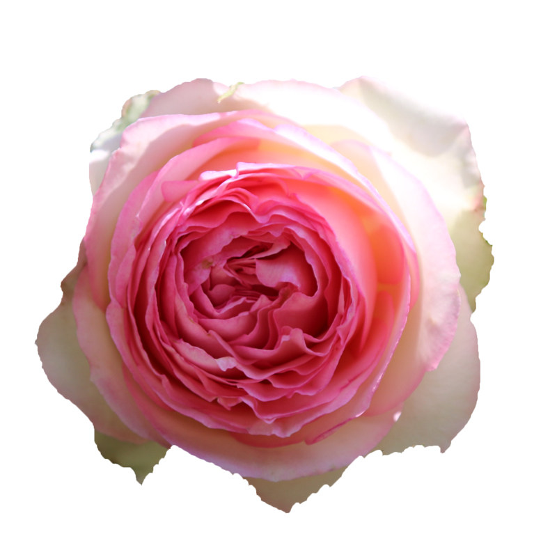 【超达花卉】欧月藤本月季蔷薇玫月季/蔷薇/玫瑰