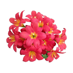 新到夏种现货胖丽丽重瓣四季室内庭院风雨兰种球耐热开花机器