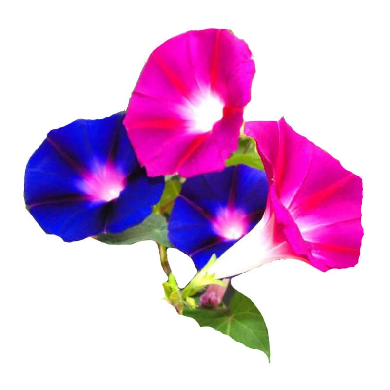 室外庭院牵牛花种子易活爬藤