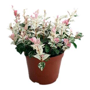 花叶络石花苗盆栽黄金彩叶吊兰五彩花卉垂吊藤蔓室内阳台趣味植物