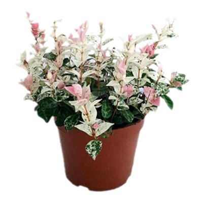 花叶络石花苗盆栽黄金彩叶吊兰五彩花卉垂吊藤蔓室内阳台趣味植物