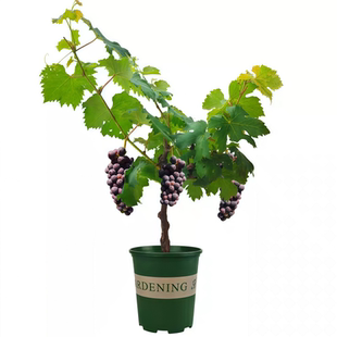 阳光玫瑰葡萄树苖巨峰果树无籽四季种植盆栽南方北方耐寒庭院爬藤