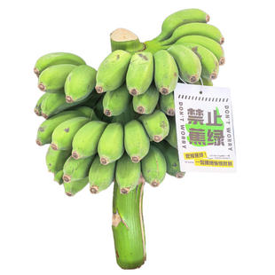禁止蕉绿办公室水培整串小香蕉拒绝焦虑小米蕉迷你香蕉静止不蕉绿
