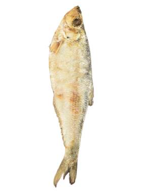 精品大号正宗老宁波三刨咸鳓鱼