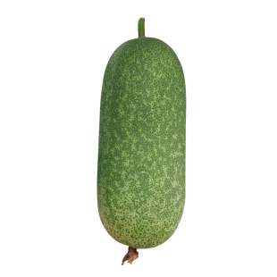 粤农毛节瓜种子迷你小冬瓜种籽绿皮早熟苗秧籽种四季蔬菜孑秧苗