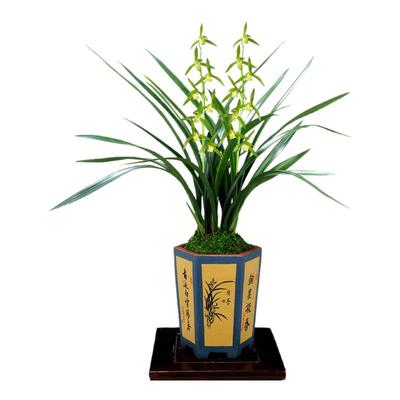 墨兰吴字翠新手好养开花浓香型