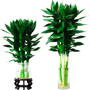 粗大水养观音竹水培植物水竹大叶竹富贵竹室内办公室桌面水养绿植