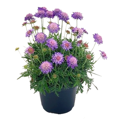 蓝盆花荣誉花苗阳台四季种易活