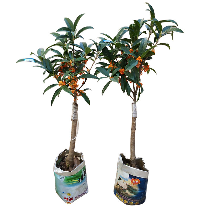 日香桂盆栽四季桂花矮霸树苗流苏桩嫁接老株桩带花苞阳台庭院