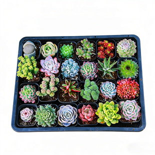 多肉小盆栽新手好养植物阳台窗台拼盘萌肉小花盆种植多肉盲盒耐旱