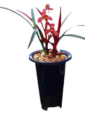 翁源兰花苗建兰红草红荷红花荷瓣