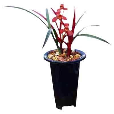精品四季建兰红草红荷带花好养香