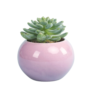 【呆萌妞】带盆超萌多肉植物盆栽