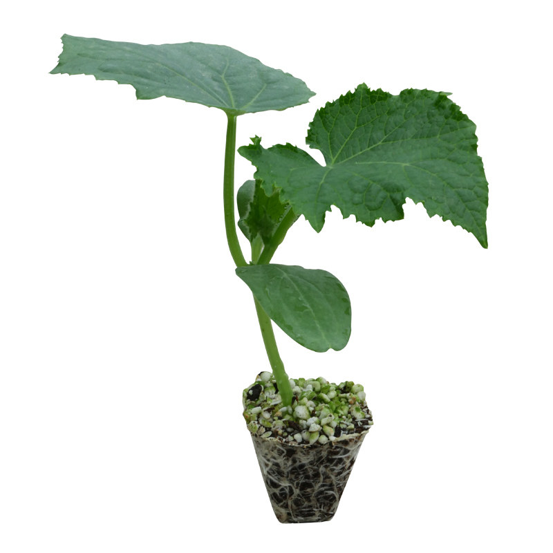 秋季蔬菜苗幼苗番茄小秧苗四季秧菜苗茄子辣椒西瓜黄瓜秋天南方