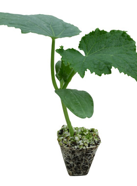 春季蔬菜苗带土番茄小秧苗四季秧菜苗茄子辣椒西瓜黄瓜丝瓜南方