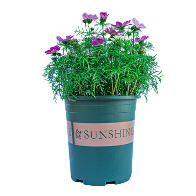 波斯菊盆栽带花苞花苗带盆栽好