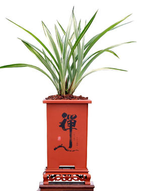 老种艺草瓷白艺天龙红花浓香带花