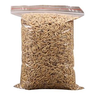 2025年稻谷带壳稻谷喂鸡鸭鸽粮饲料批发谷子水稻子喂鸡鸭鹅鸟杂粮