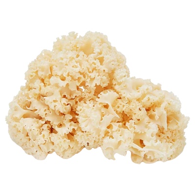 新鲜绣球菌鲜嫩爽口火锅食材
